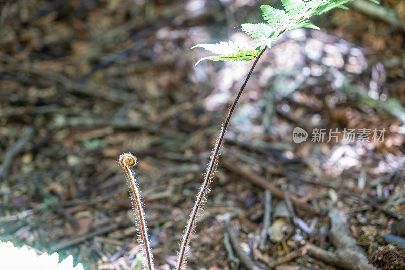 新西兰陶波隐谷Orakei Korako地热公园的树蕨洞穴